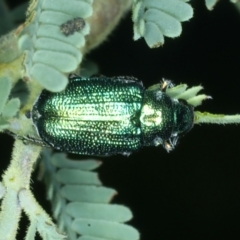 Diphucephala sp. (genus) (Green Scarab Beetle) at Bullen Range - 12 Jan 2022 by jbromilow50