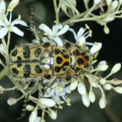 Neorrhina punctatum (Spotted flower chafer) at Paddys River, ACT - 12 Jan 2022 by jb2602