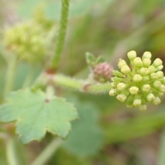 Hydrocotyle laxiflora (Stinking Pennywort) at Aranda Bushland - 13 Jan 2022 by drakes