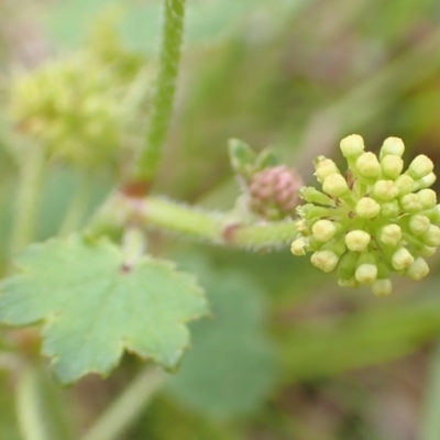 Hydrocotyle laxiflora (Stinking Pennywort) at Cook, ACT - 12 Jan 2022 by drakes