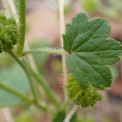 Hydrocotyle laxiflora at Cook, ACT - 13 Jan 2022