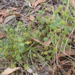 Hydrocotyle laxiflora at Cook, ACT - 13 Jan 2022