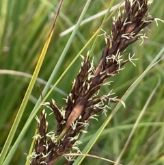 Gahnia subaequiglumis (Bog Saw-sedge) at Paddys River, ACT - 17 Jan 2022 by JaneR