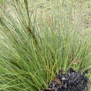 Gahnia subaequiglumis at Paddys River, ACT - 17 Jan 2022 05:04 PM