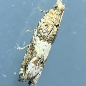 Crocidosema plebejana at Jerrabomberra, NSW - suppressed