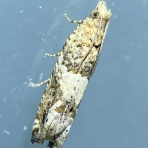 Crocidosema plebejana at Jerrabomberra, NSW - suppressed