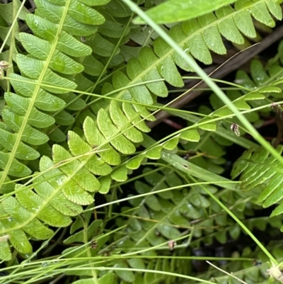 Blechnum penna-marina (Alpine Water Fern) at Paddys River, ACT - 17 Jan 2022 by JaneR