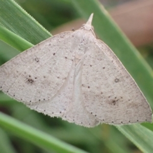 Nearcha nullata at Cook, ACT - 17 Jan 2022