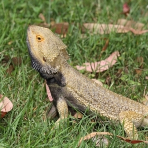 Pogona vitticeps at Acton, ACT - 14 Jan 2022 02:06 PM