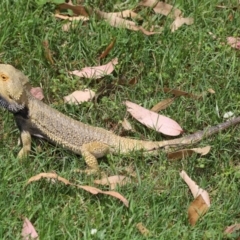 Pogona vitticeps at Acton, ACT - 14 Jan 2022