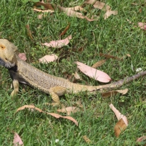 Pogona vitticeps at Acton, ACT - 14 Jan 2022