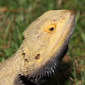 Pogona vitticeps at Acton, ACT - 14 Jan 2022 02:06 PM