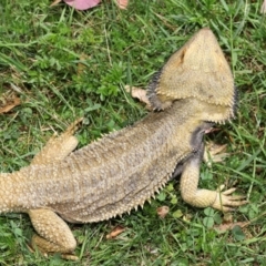 Pogona vitticeps at Acton, ACT - 14 Jan 2022 02:06 PM