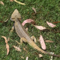 Pogona vitticeps at Acton, ACT - 14 Jan 2022 02:06 PM