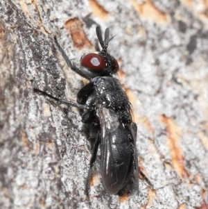 Duomyia sp. (genus) at Acton, ACT - 16 Jan 2022