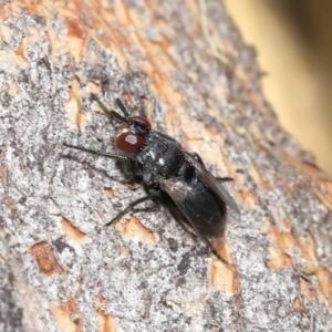 Duomyia sp. (genus) at Acton, ACT - 16 Jan 2022