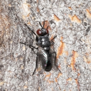 Duomyia sp. (genus) at Acton, ACT - 16 Jan 2022