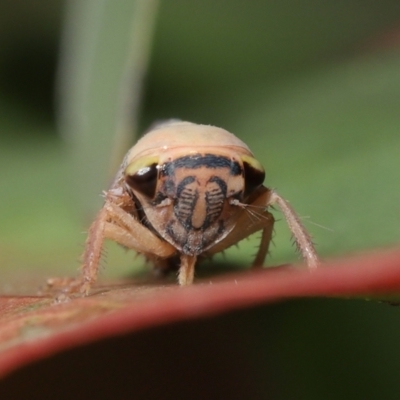 Brunotartessus fulvus (Yellow-headed Leafhopper) at ANBG - 16 Jan 2022 by TimL