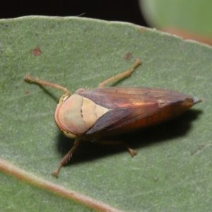 Brunotartessus fulvus at Acton, ACT - 16 Jan 2022