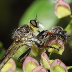 Zosteria rosevillensis (A robber fly) at ANBG - 16 Jan 2022 by TimL