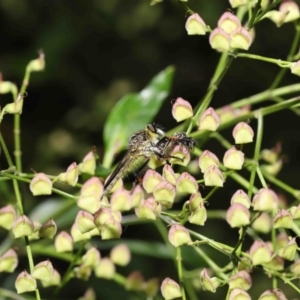 Zosteria rosevillensis at Acton, ACT - 16 Jan 2022