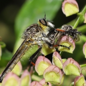 Zosteria rosevillensis at Acton, ACT - 16 Jan 2022 11:53 AM