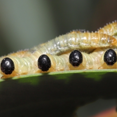 Pseudoperga sp. (genus) (Sawfly, Spitfire) at Acton, ACT - 14 Jan 2022 by TimL