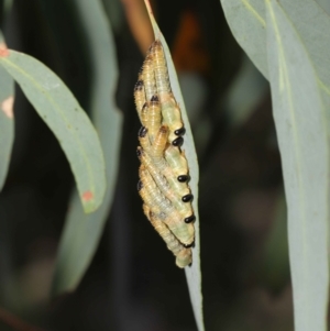 Pseudoperga sp. (genus) at Acton, ACT - 14 Jan 2022