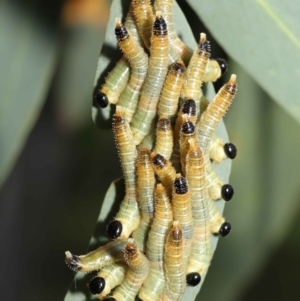 Pseudoperga sp. (genus) at Acton, ACT - 14 Jan 2022