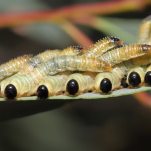 Pseudoperga sp. (genus) at Acton, ACT - 14 Jan 2022