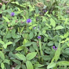 Glycine tabacina (Variable Glycine) at Duffy, ACT - 17 Jan 2022 by Nat