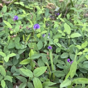 Glycine tabacina at Duffy, ACT - 18 Jan 2022 08:16 AM