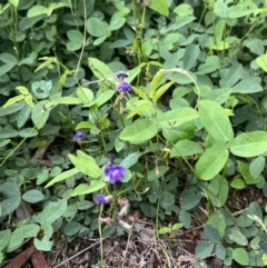 Glycine tabacina at Duffy, ACT - 18 Jan 2022 08:16 AM