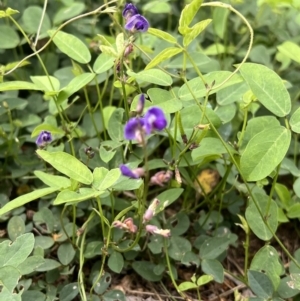 Glycine tabacina at Duffy, ACT - 18 Jan 2022 08:16 AM