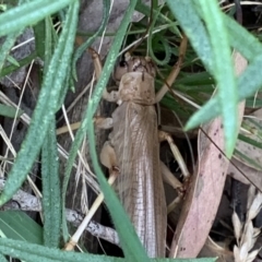 Gryllacrididae sp. (family) at Nanima, NSW - 18 Jan 2022