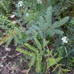 Acacia jonesii at Bundanoon, NSW - 16 Jan 2022 by plants