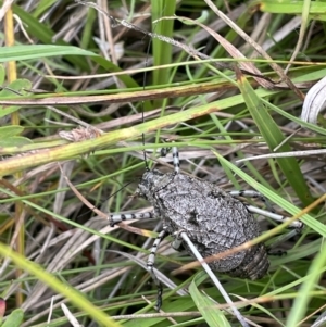 Acripeza reticulata at Paddys River, ACT - 17 Jan 2022 05:14 PM