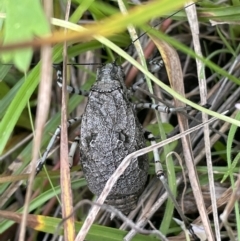 Acripeza reticulata at Paddys River, ACT - 17 Jan 2022