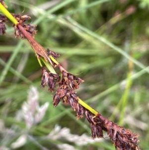 Machaerina rubiginosa at Cotter River, ACT - 17 Jan 2022 04:39 PM