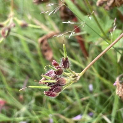 Pelargonium australe (Austral Stork's-bill) at Paddys River, ACT - 17 Jan 2022 by JaneR