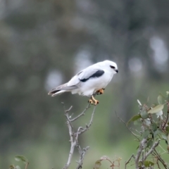Elanus axillaris (Black-shouldered Kite) at Throsby, ACT - 12 Oct 2021 by jb2602