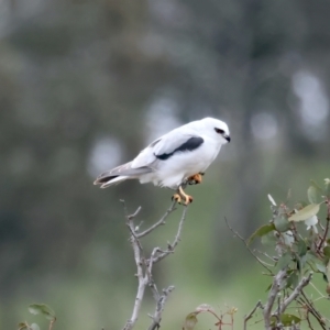 Elanus axillaris at Throsby, ACT - 12 Oct 2021