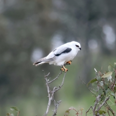 Elanus axillaris (Black-shouldered Kite) at Throsby, ACT - 12 Oct 2021 by jbromilow50