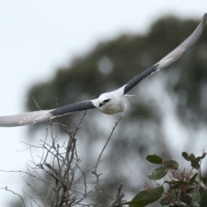 Elanus axillaris at Throsby, ACT - 12 Oct 2021