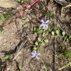 Isotoma fluviatilis subsp. australis (Swamp Isotome) at Coree, ACT - 17 Jan 2022 by Eland