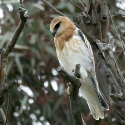 Elanus axillaris (Black-shouldered Kite) at Throsby, ACT - 12 Oct 2021 by jb2602