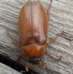 Melolonthini (tribe) (Cockchafer) at Jerrabomberra, ACT - 18 Jan 2022 by UserYYUcWrIf