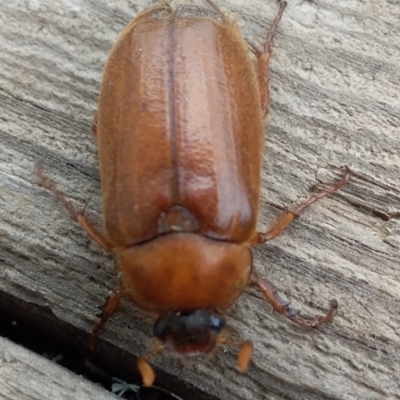 Melolonthini (tribe) (Cockchafer) at Jerrabomberra, ACT - 18 Jan 2022 by UserYYUcWrIf