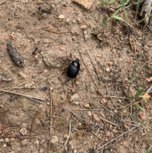 Anomalomorpha anthracina at Coree, ACT - 17 Jan 2022