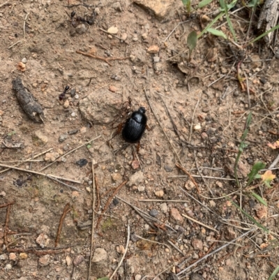 Anomalomorpha anthracina (Yellow-legged pasture scarab) at Coree, ACT - 17 Jan 2022 by Eland